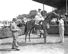 Champion Racehorse BUSHER Glossy 8x10 Photo Horse Print Eddie Arcaro Poster