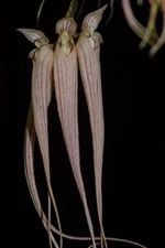 Cirrhopetalum (Bulbophyllum) longissimum #3