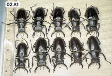 Lucanudae Lucanus  takeoi 2021 New Spp Rare 10 Pcs Set Medium size A1