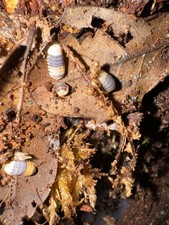 Cubaris Sp. Bumblebee Isopods 10 