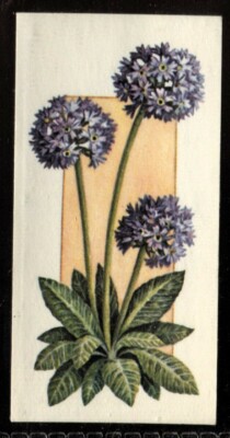 Tabakkarte, Carreras, Black Cat, BLUMEN DAS GANZE JAHR, 1977, Primula, #7