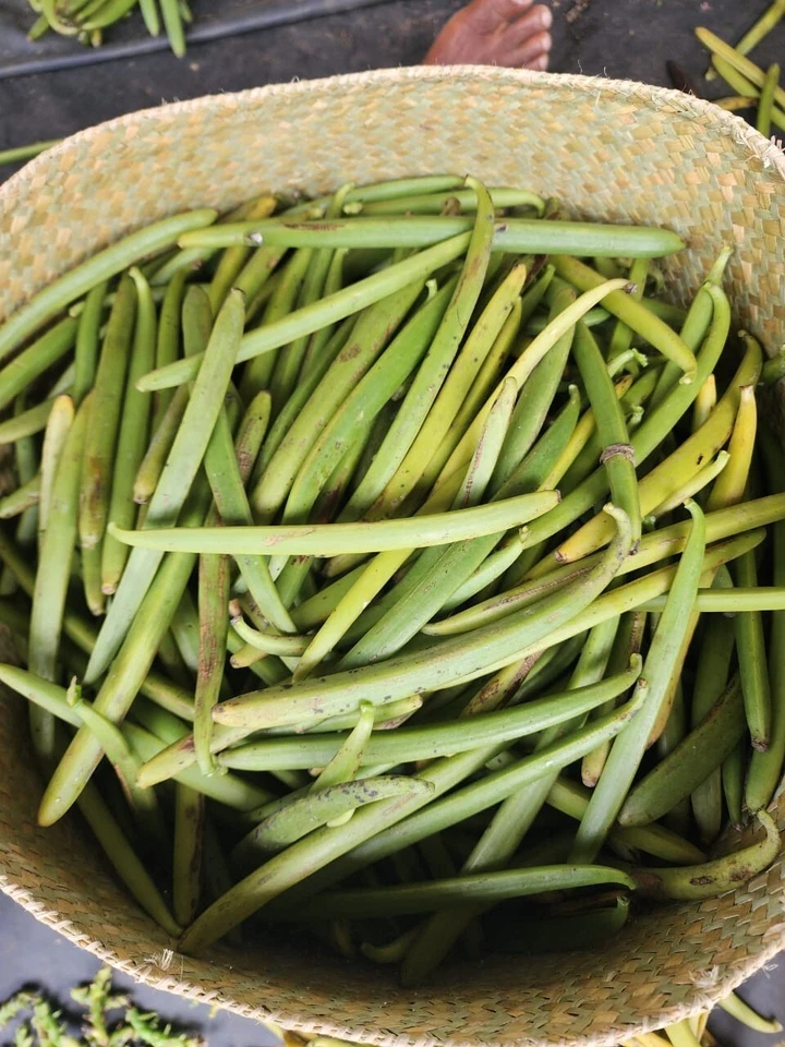20  Best Quality Organic Certified Madagascan Bourbon Organic vanilla. GRADE A.  - Image 4 of 4