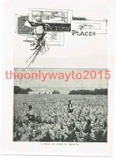 Field of Lilies in Bermuda, Book Illustration (Print), 1895