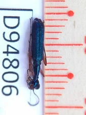 D94806-insects Carabidae from Vietnam Central