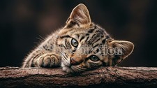 Digital Image Picture Photo Wallpaper Background Desktop Art Animal Cat  A461