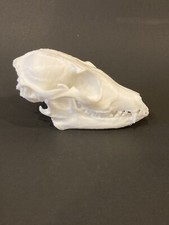 Fox Skull