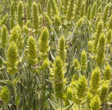 Sideritis scardica - Mursalitsa tea aphrodisiac fertility 10 seeds