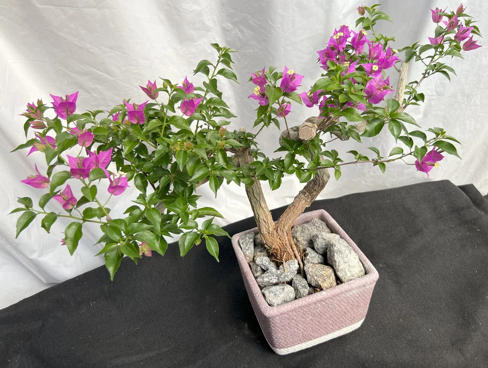 Beautiful Blooming Purple Old Live Bougainvillea Bonsai Tree Live Plant - Image 4 of 4