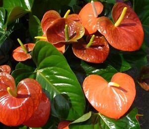 ORANGE ANTHURIUM  Rare orange  coloured flowers house plant 