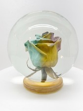 Preserved Real Rose in Glass Water Dome Globe 7 Rainbow Colors VTG