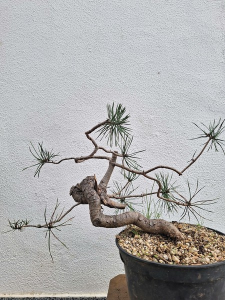 Bonsai Yamadori / Pinus Sylvestris