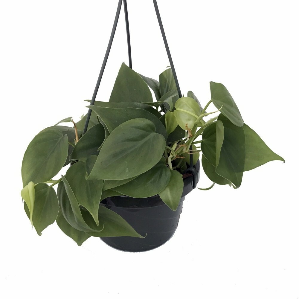 4 philodendron Philodendron Pastazanum Silver main image 1