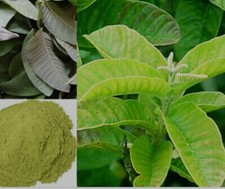 Guava Leaf Herbal Tea 100 Pure Leaf Natural Organic Caffeine-Free FLORIDA 50g