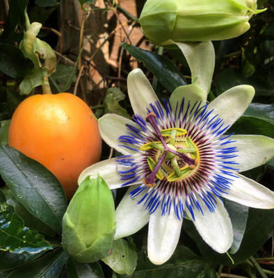 Live Blue Caerulea Passiflora Plant   4 6'' Tall   No Pot   Stunning Blue Flowers