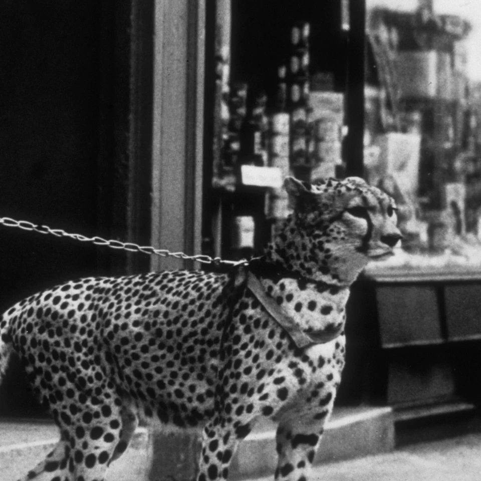 Leopard on a Leash Poster Print, Cheetah Woman Walking Photo Cat Black White Art - Image 2 of 3
