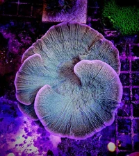 Green Montipora Monti Cap Live Coral Frags 1 Frag
