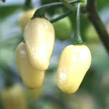 White Habanero Pepper Seeds | Heirloom / Non-GMO | Free Shipping | 1287