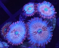 [WYSIWYG] OG Seduction / White Zombie Paly Frag #2 Easy Softy Live Coral Zoa
