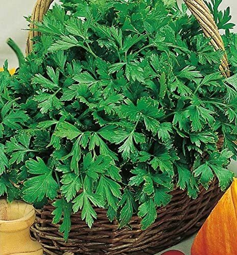 Seeds Fennel Zephyr Spice From Ukraine For Sale Online Ebay