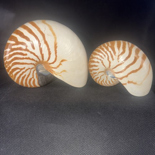 2 Natural Chambered Tiger Nautilus Seashell Nautilus Pompilius 6.5” & 4.5”