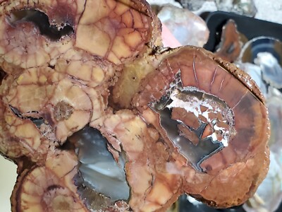 Turtleback Banded Agate Thunderegg Geode Coprolite?  Rough 618g 
