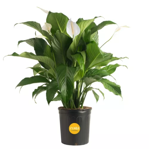 Costa Farms Spathiphyllum Peace Lily Live Indoor Plant 3-Foot