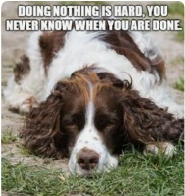 Cocker Spaniel dog   refrigerator magnet 3 1/2   x 3 1/2''