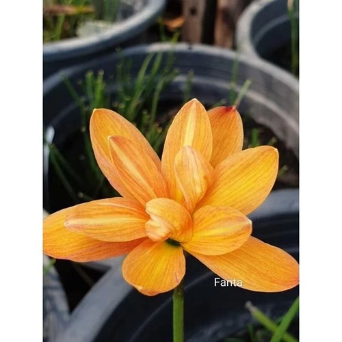 1 bulb AUTHENTIC Rain Lily Zephyranthes (130 varieties) 7-10mm size page 2 - Picture 9 of 70