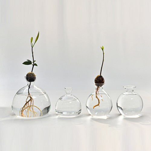 1x Glass Vase Transparent Vase Avocado Seed Starters Vase Home Indoor Desk Decor - Picture 7 of 19