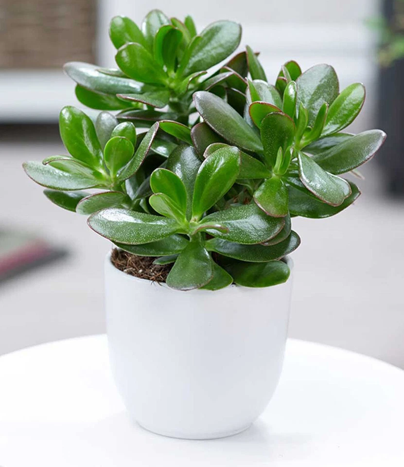 Geldbaum Crassula, 1 Pflanze Zimmerpflanze pflegeleicht Zimmerpflanze - Bild 4 von 4