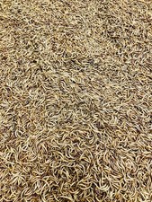 Camole Della Farina Adulta Essiccate 10 L (1kg) Pesci,rettili,anfibi,uccelli