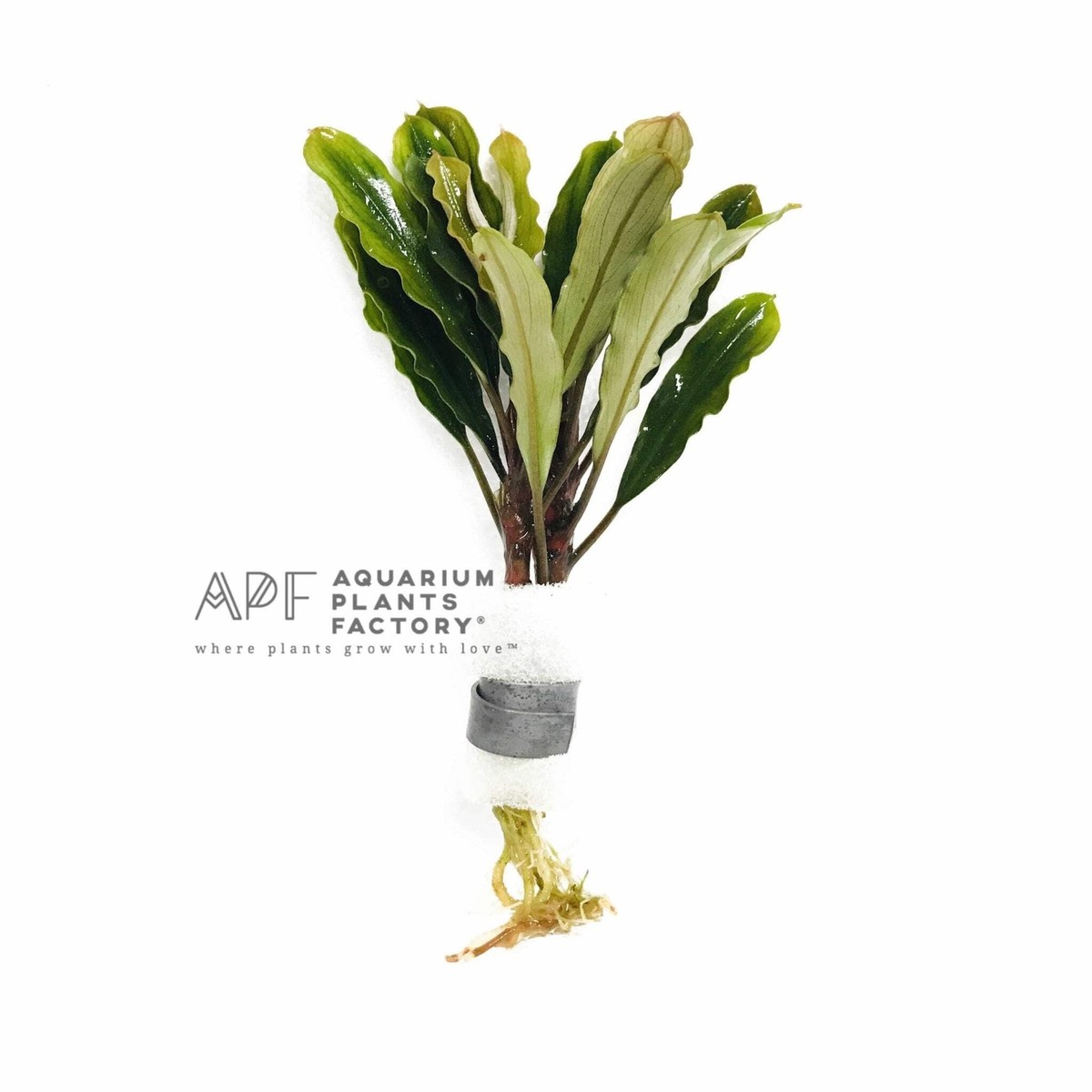 水草 Bucephalandra.sp Monroe Bucephalandra sp. Green | Buce Aquarium Plants Factory® | eBay