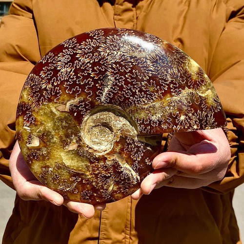 3.61LB Rare natural polished Natural conch fossil specimens of Madagascar - 第 3/13 張圖片