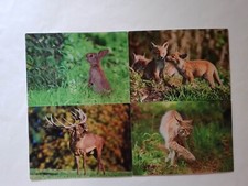 3 D Ansichtskarte Waldtiere Postkarte Wackelkarte Hologrammkarte Waldtier Fuchs