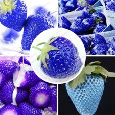 20 pieces blue strawberry seeds