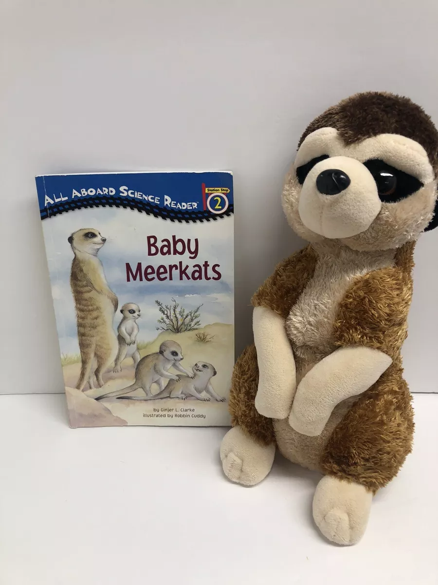 Meerkat teddy new arrivals