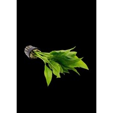 Amazon Sword Echinodorus Bleheri Medium Size - Live Aquarium Plant