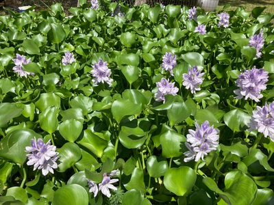 #ad #ad 20 MEDIUM LIVE WATER HYACINTHS ** FREE SHIPPING** $40.00