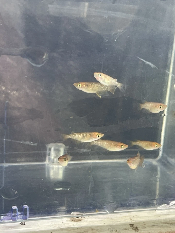 5 +1 Raiko Kagami Uroko Japanese rice Fish (Medaka)  Kagami Scale Juveniles - Image 2 of 4