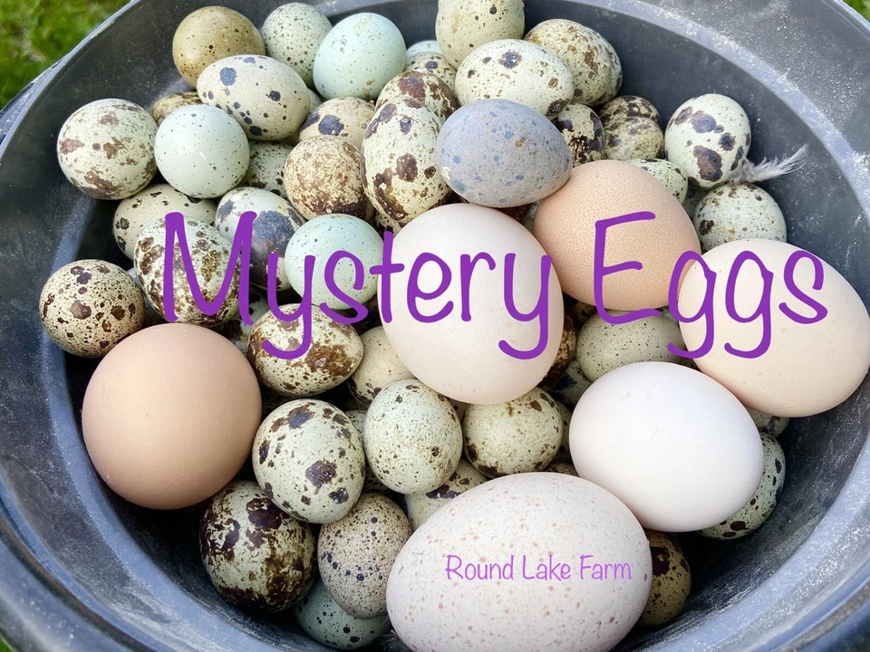 BARNYARD MIX 20+ Hatching Egg Mystery Set - Different Kinds/Types/Species of Birds Included