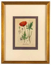 Antique Hand Colored Engraving, Field Poppy, Papaver Rhoeas, Framed