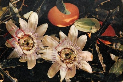 Ansichtskarte: Blume, Passionsblume, Passiflora Caerulea