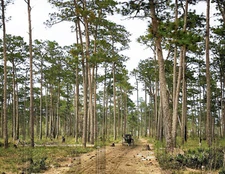 1905 In the pine woods, Florida 11 x 14" Photo Print