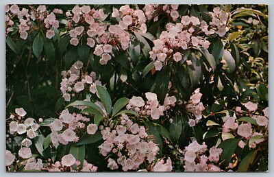Mountain Laurel Official State Flower Of Pennsylvania PA 60s Vintage Postcard
