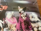 Rick Springfield 1982 Success Hasn’t Spoiled Me Yet Promo Poster  Ronnie — photo 3