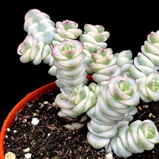 Rare Crassula Marnieriana Variegata variegated succulent in 8 cm pot