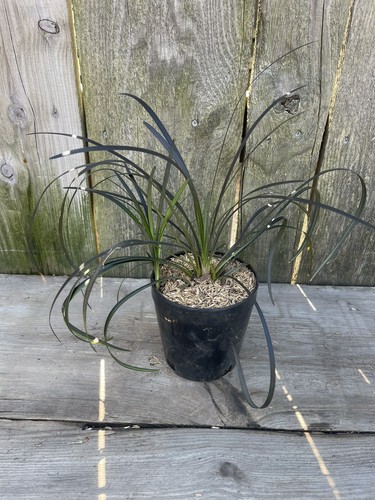 Ophiopogon planiscapus 'Nigrescens' Black Mondo Grass 2yr. Old 1 Quart Pot - Picture 2 of 2