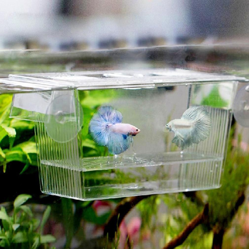 aquarium for fish at home