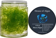 Chaetomorpha Macro Algae 1/2 CUP CHAETO Refugium For Saltwater Reef Aquarium