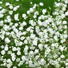 200 Baby's Breath Seeds. USA Seeds. Organic. Ships free